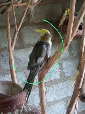 Cockatail Birds