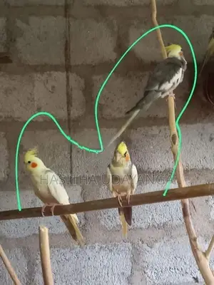 Cockatail Birds