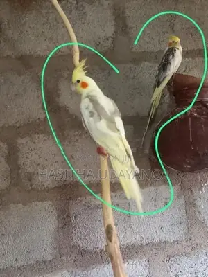 Cockatail Birds