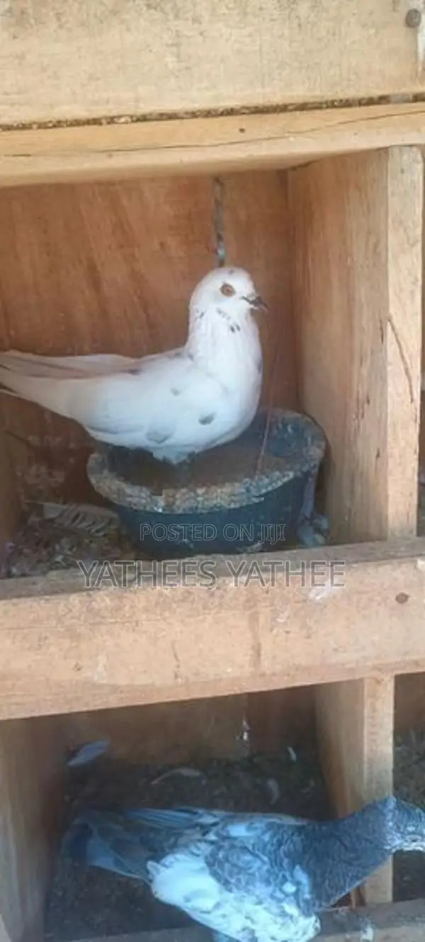 Pigeons