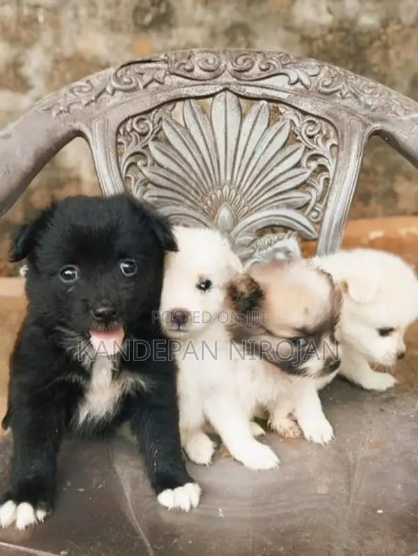 Lion Pomeranian Puppies