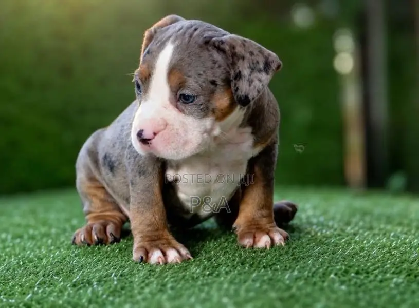 American Bully Puppy