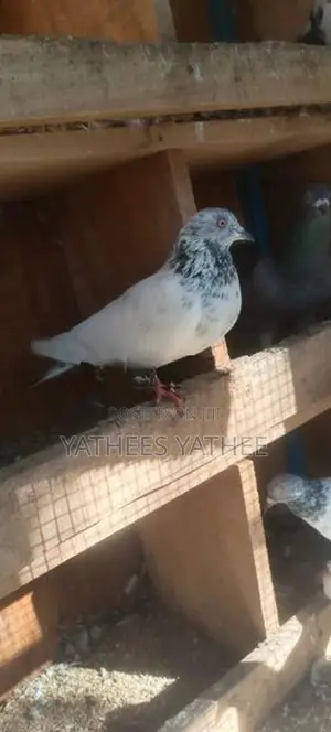 Pigeons