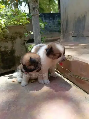 Lion Pomeranian Puppies