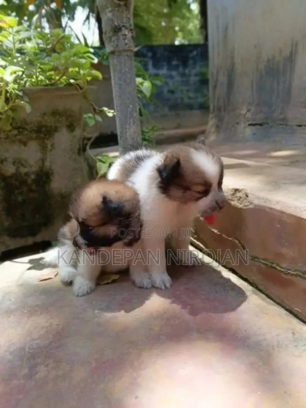 Lion Pomeranian Puppies