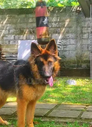 German shepherd puppies