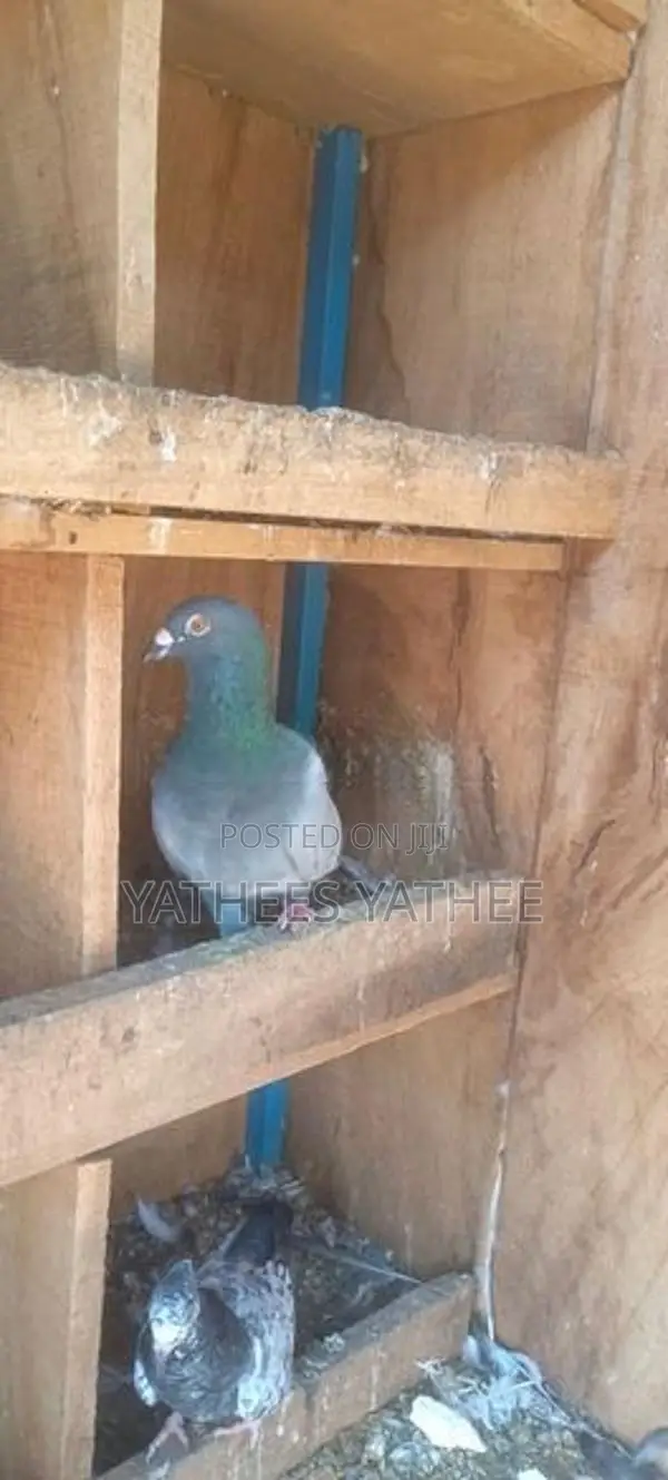 Pigeons