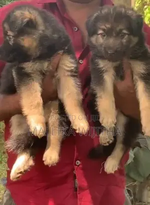 German shepherd puppies