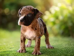 American Bully Puppy