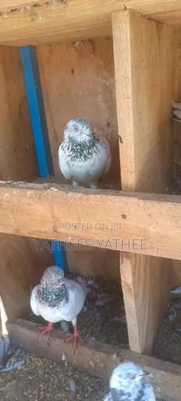 Pigeons