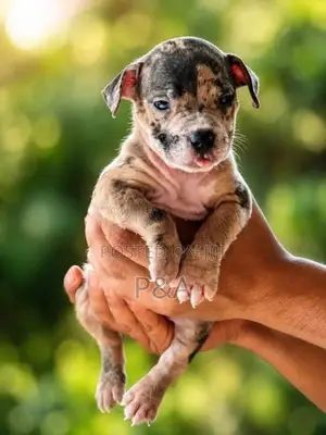 American Bully Puppy