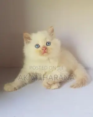 Persian Cat