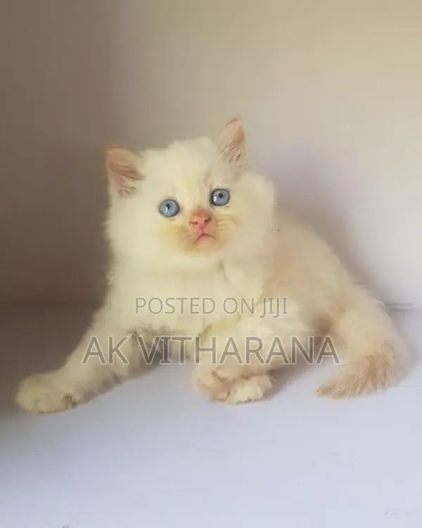 Persian Cat