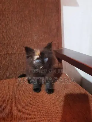 Persian Cat