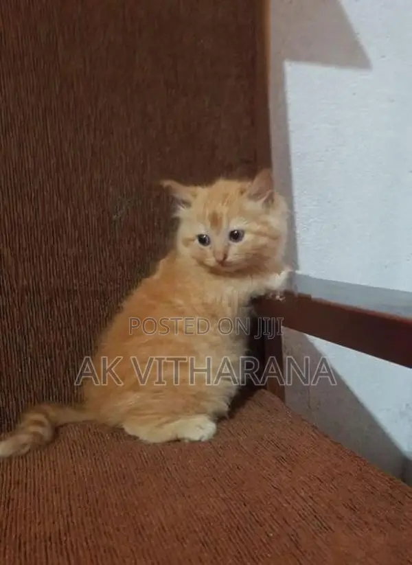 Persian Cat