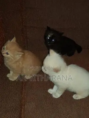 Persian Cat