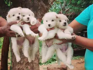 Lion Pomernarian puppies