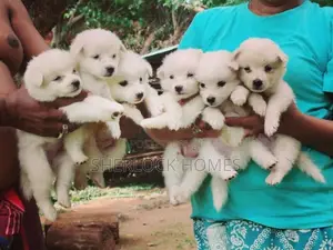 Lion Pomernarian puppies