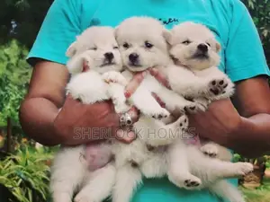 Lion Pomernarian puppies