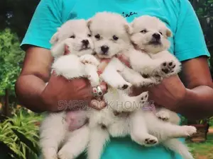 Lion Pomernarian puppies