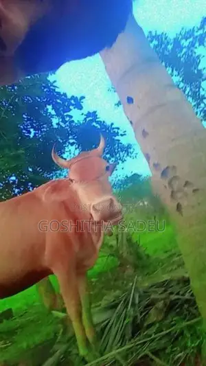 Farm Cows