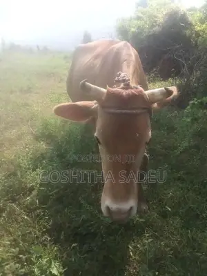 Farm Cows