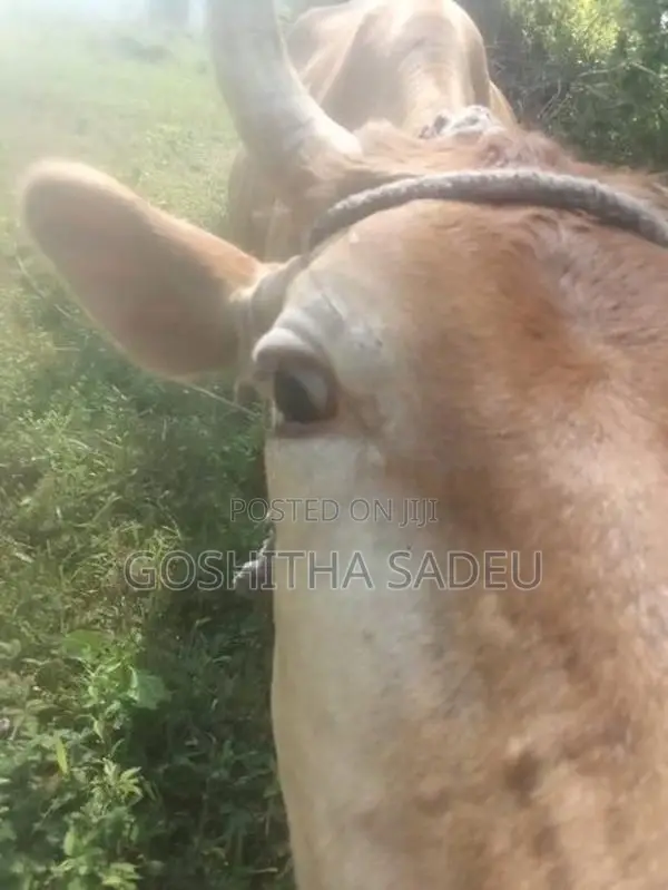 Farm Cows