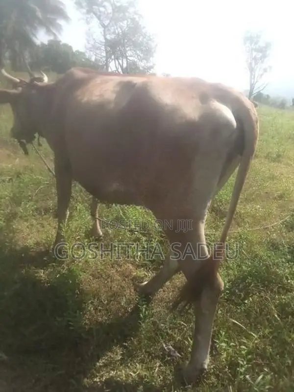 Farm Cows