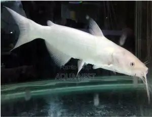 White Cat Fish