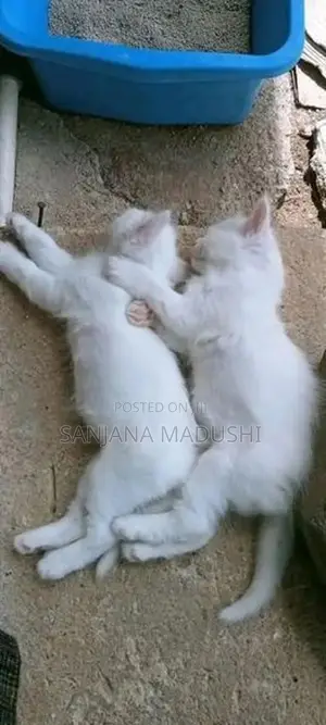 Persian Kitten