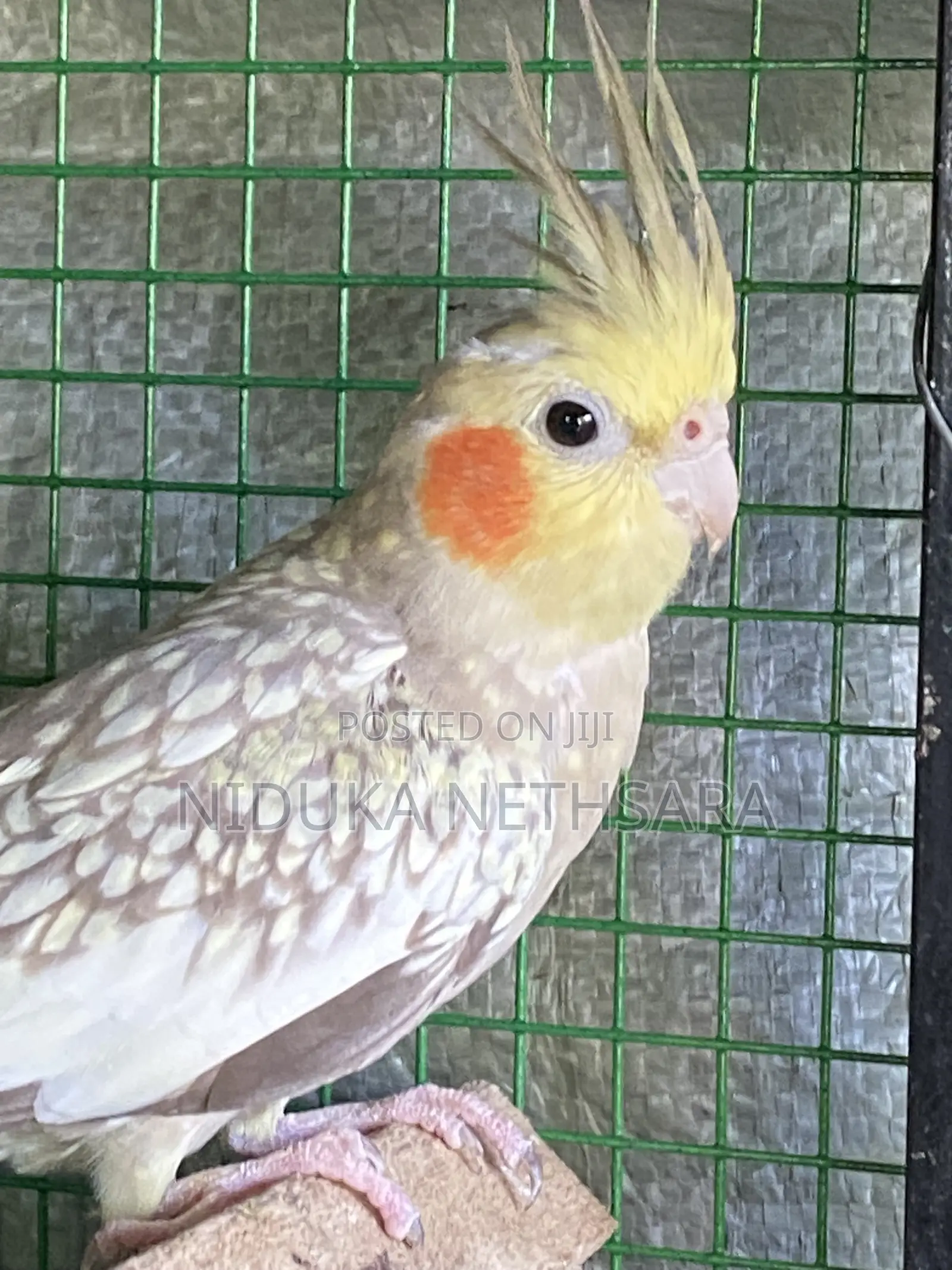 Cockatiel Breeding Pair