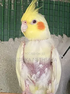 Cockatiel Breeding Pair