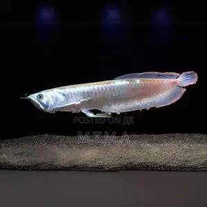 Silver Arowana Fish