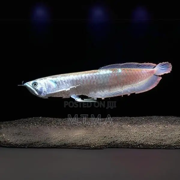 Silver Arowana Fish