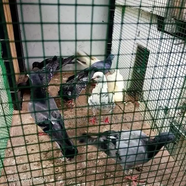 Pigeons