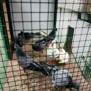 Pigeons