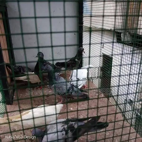 Pigeons