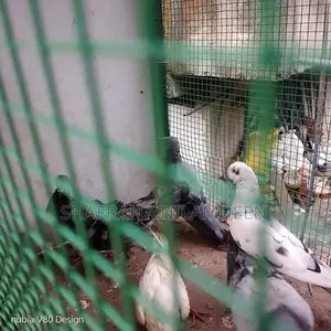 Pigeons