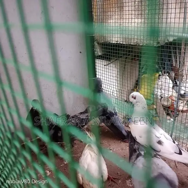 Pigeons