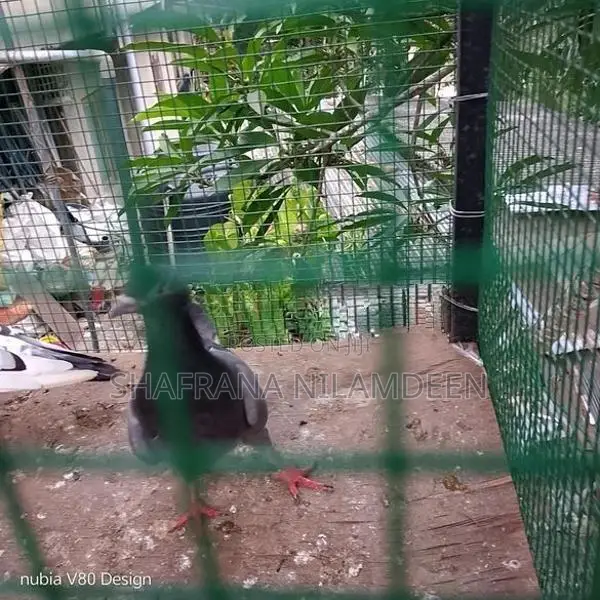 Pigeons