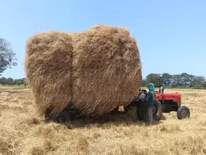 Straw
