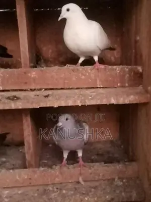 Pigeon