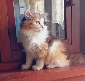 Persian Cats