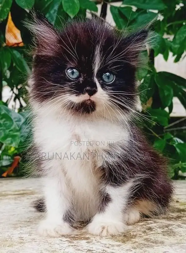 Persian Cats