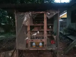 Pigeon