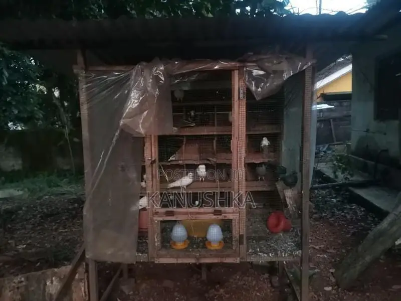 Pigeon