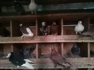 Pigeon