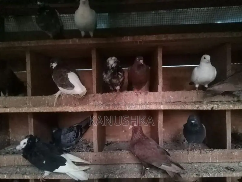 Pigeon