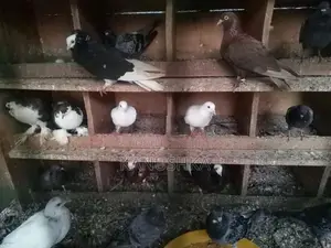 Pigeon