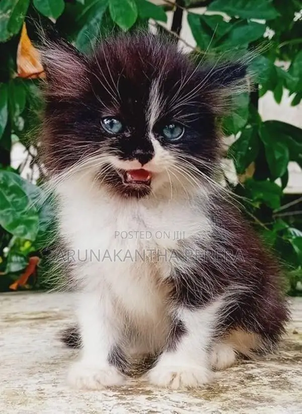 Persian Cats